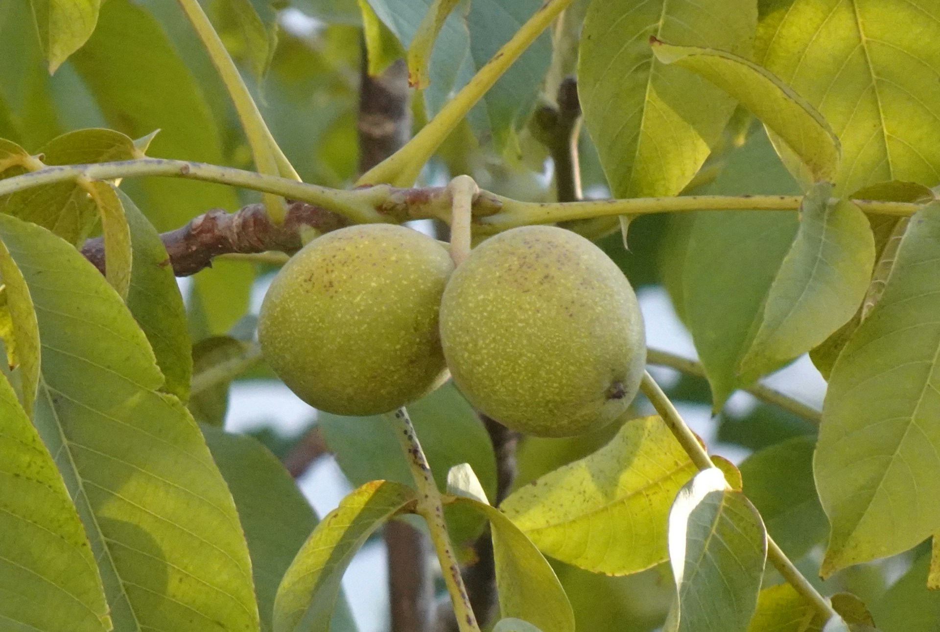 a group of green fruits on a tree