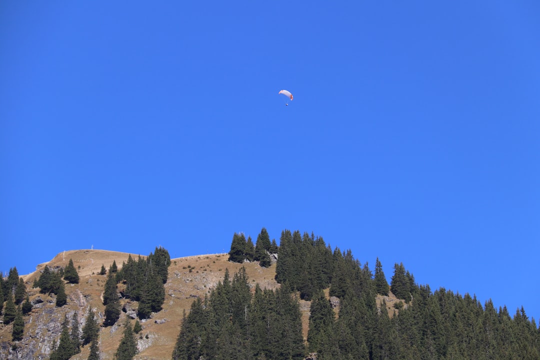 a hot air balloon flying over a forest,