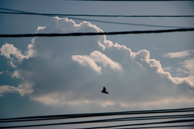 A large, fluffy cloud fills the sky with several electrical wires crossing in the foreground. A bird is flying in silhouette against the backdrop of the clouds.