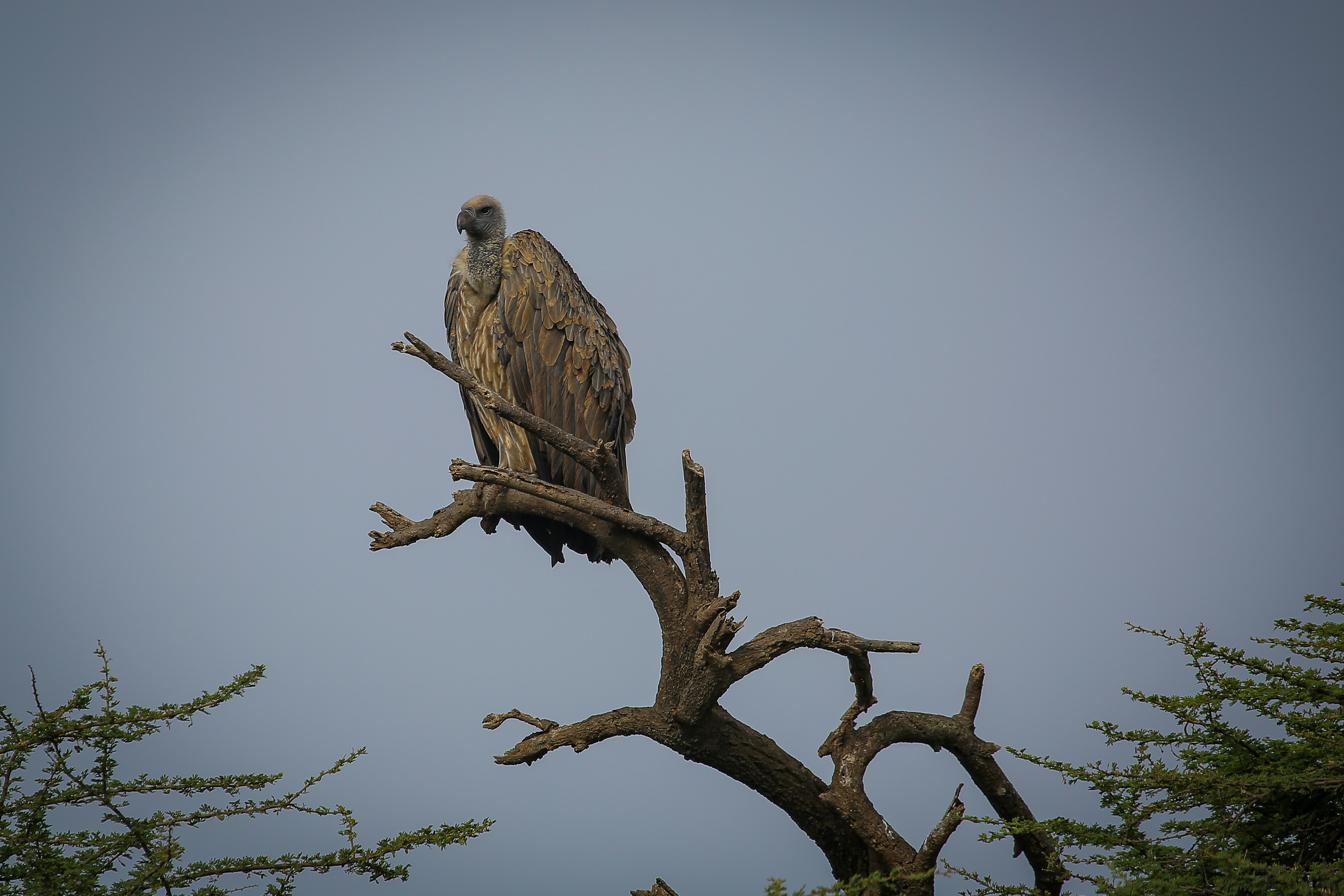 Photo by twilightkenya