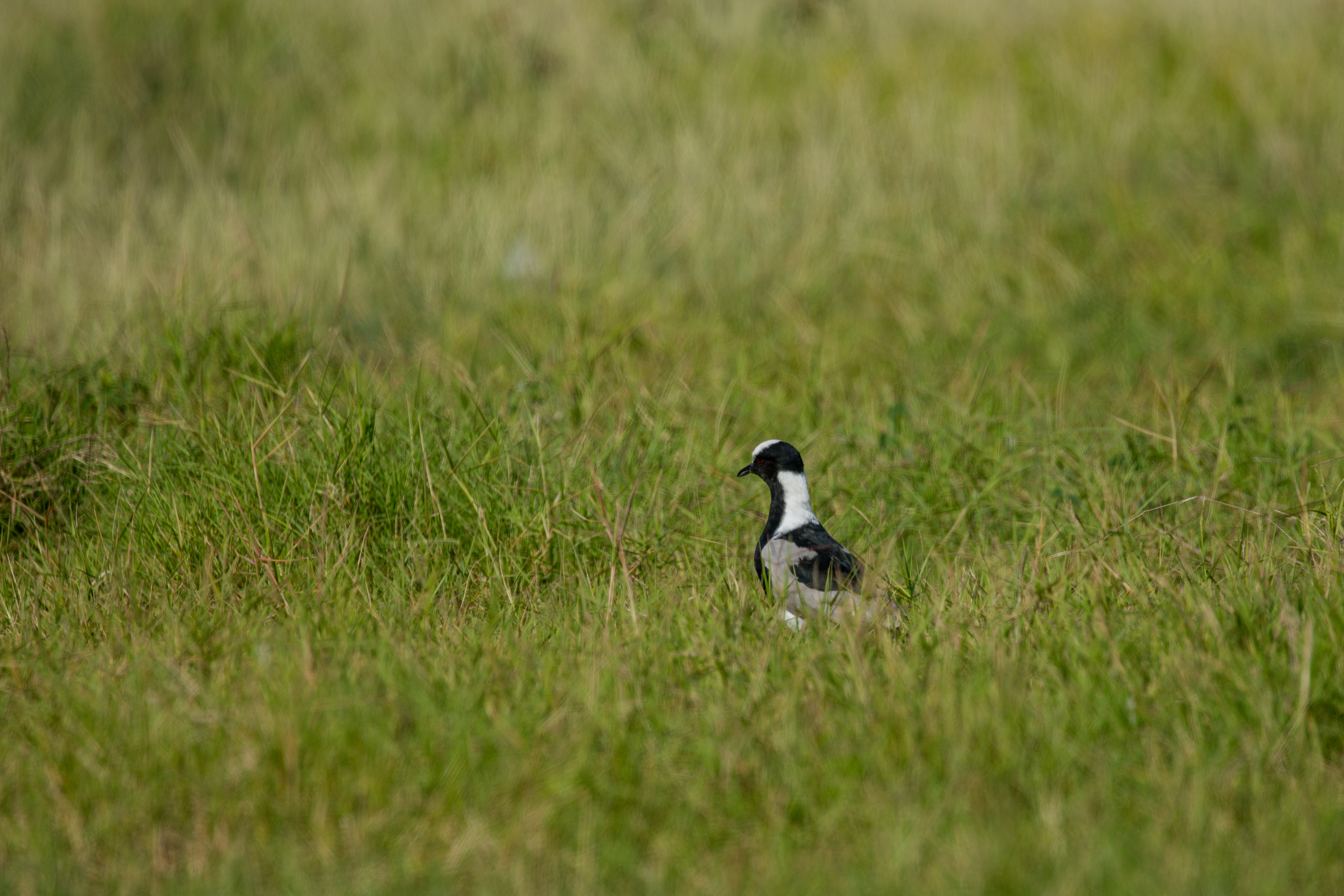 Photo by twilightkenya