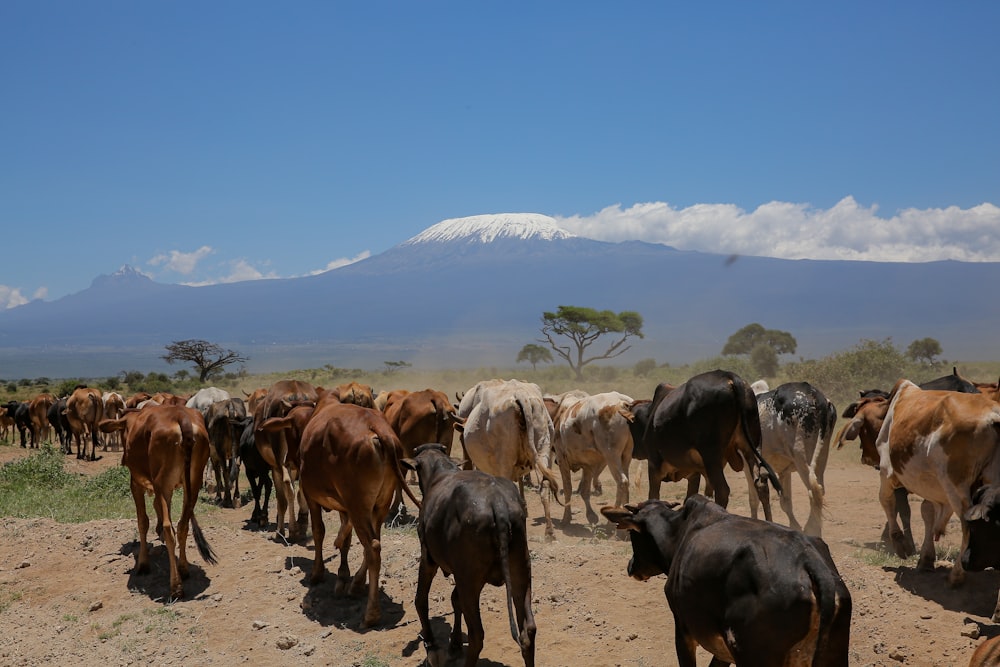 a herd of cows walking on a dirt road