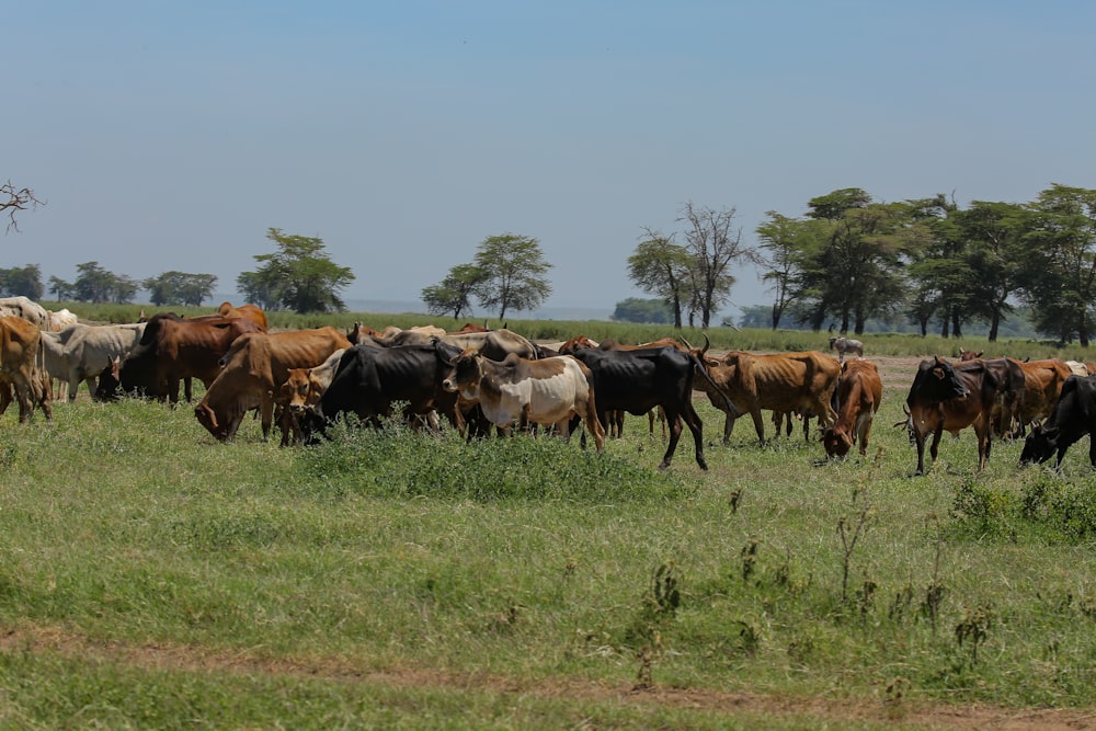 a herd of cows grazing