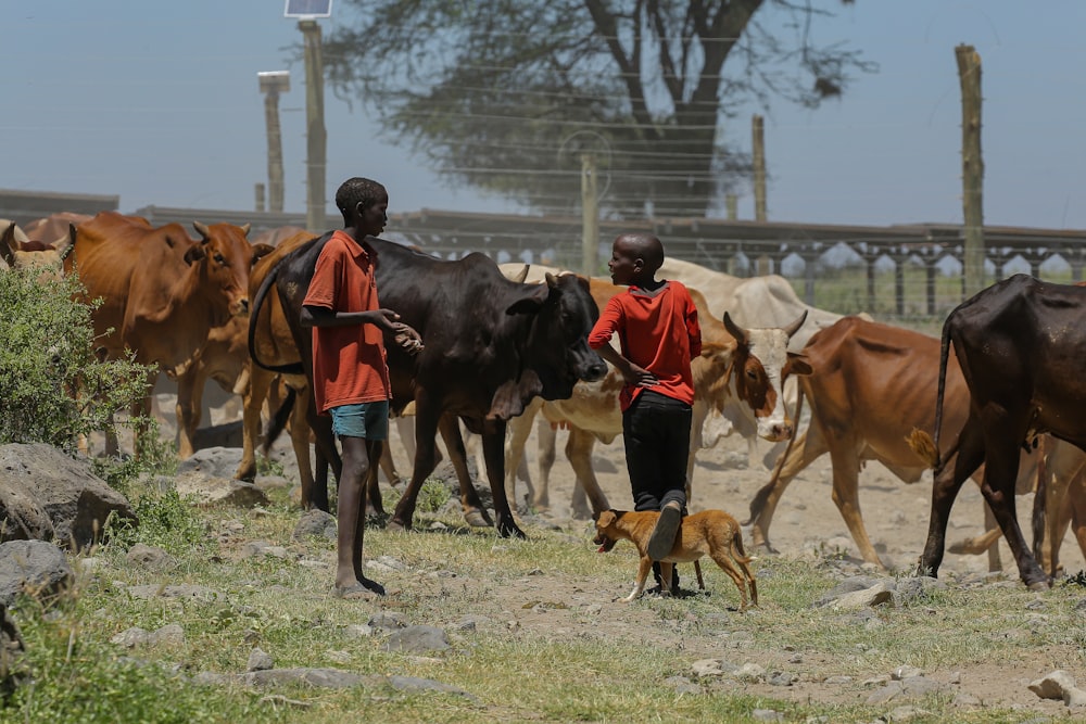 a couple of people walking a dog and a group of cows