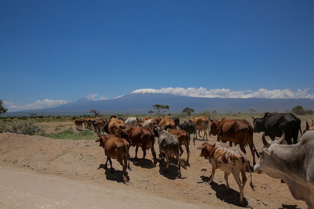 a herd of cows walking on a dirt road