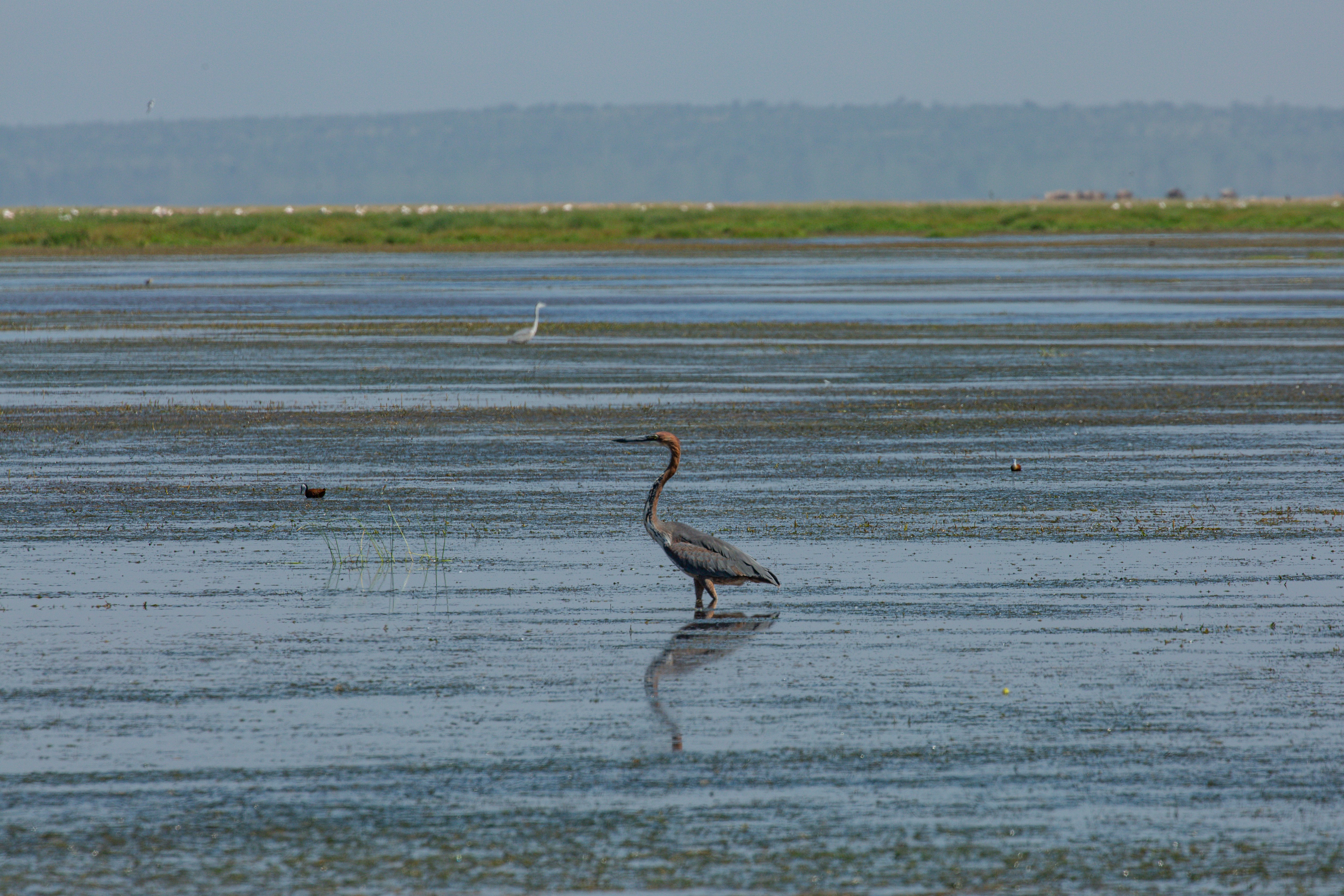 a bird standing in the water