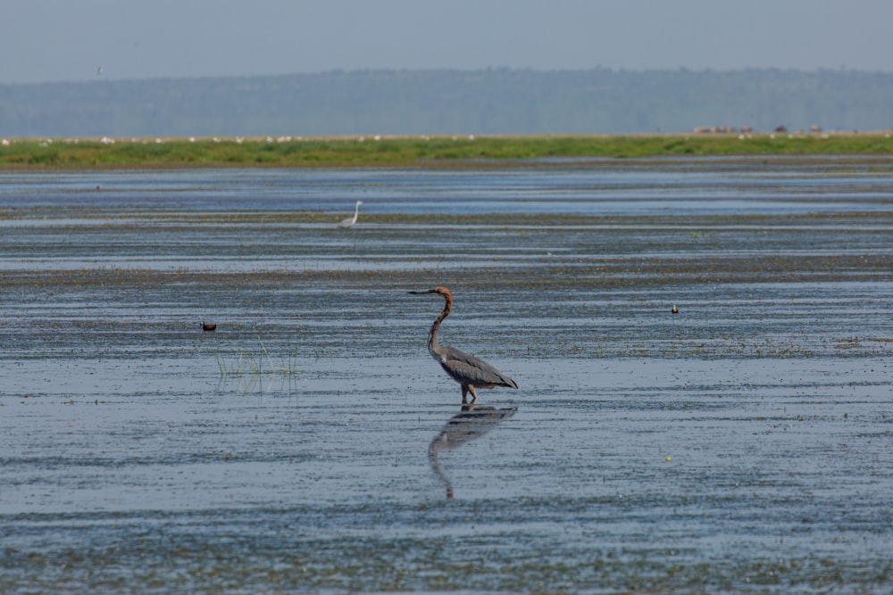 a bird standing in the water