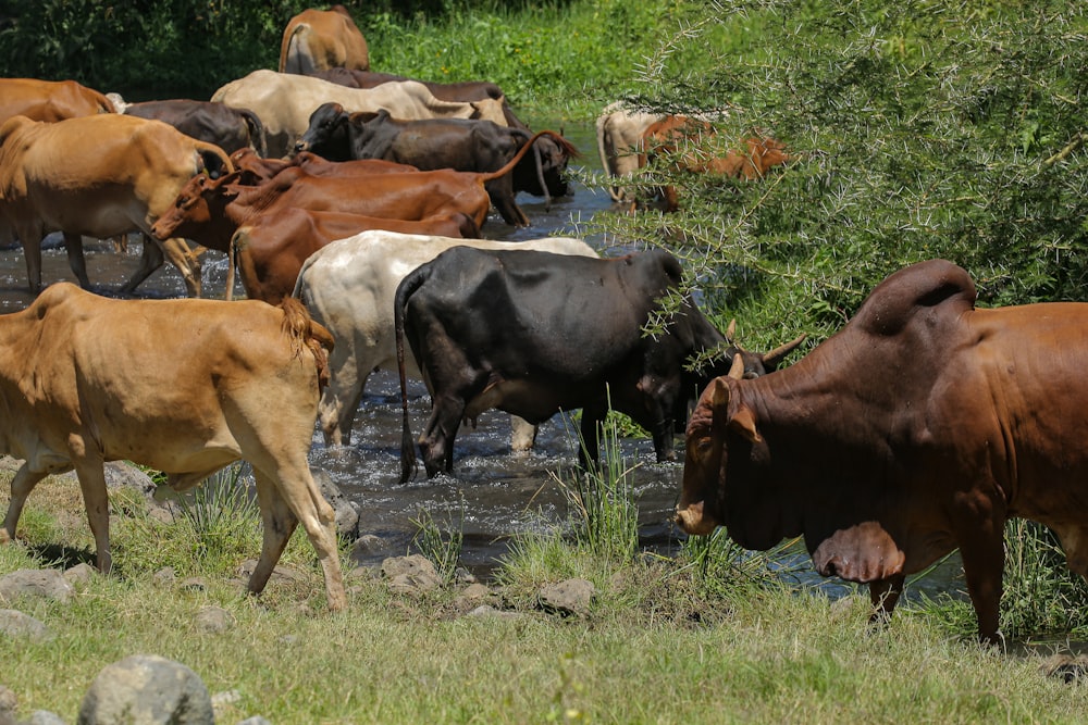 a herd of cows walking in a stream