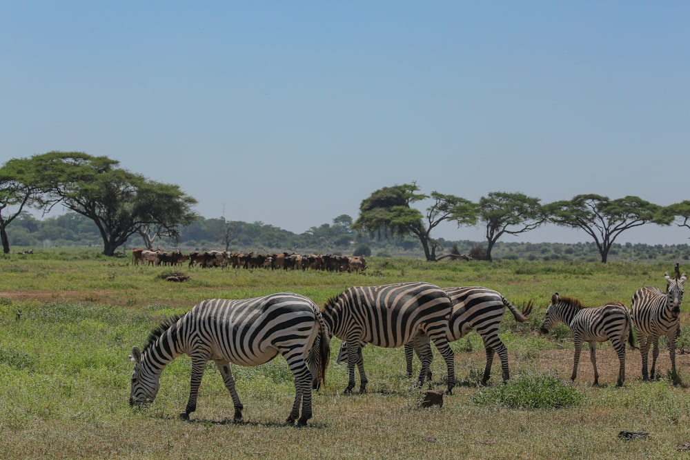 a group of zebras grazing in a field