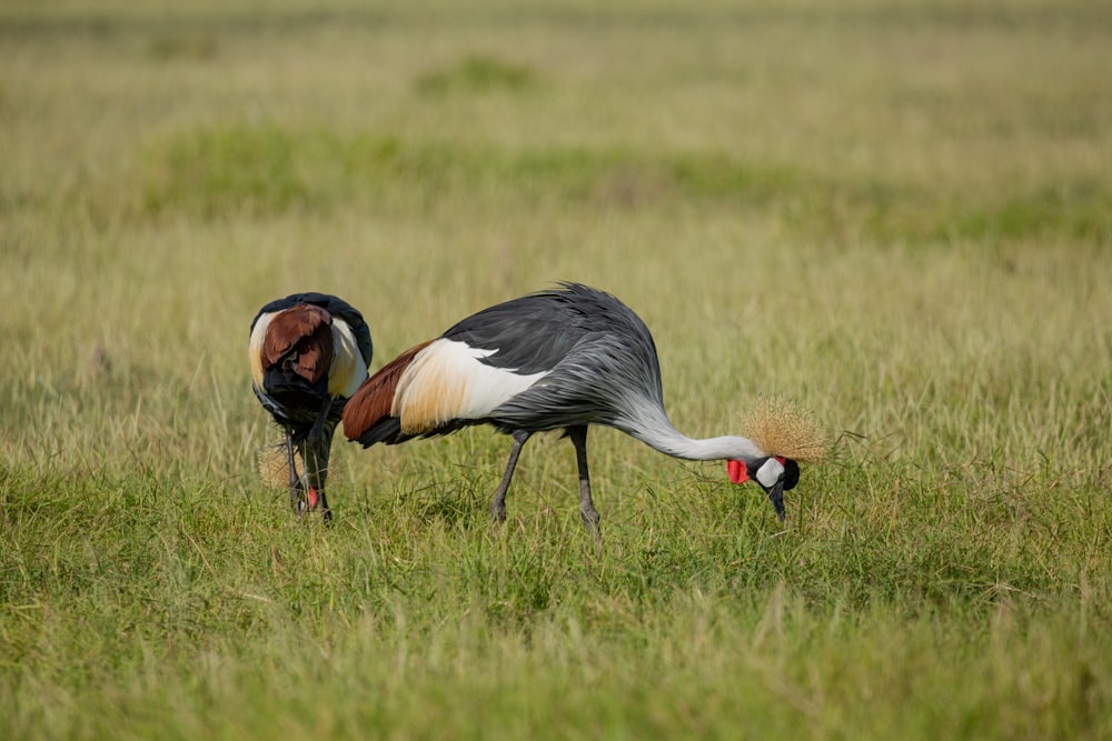 a bird with a turtle in its mouth