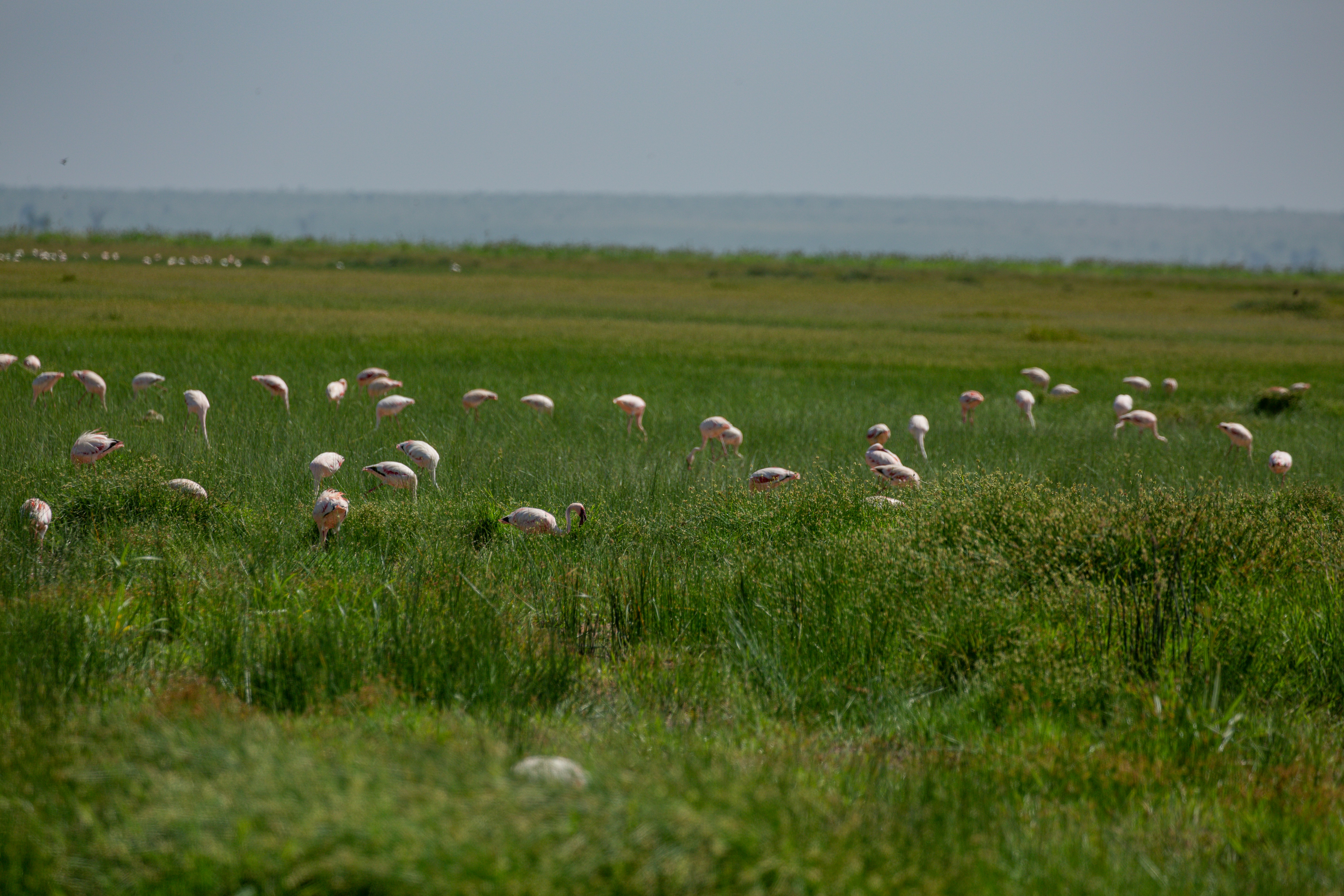 a flock of birds in a field