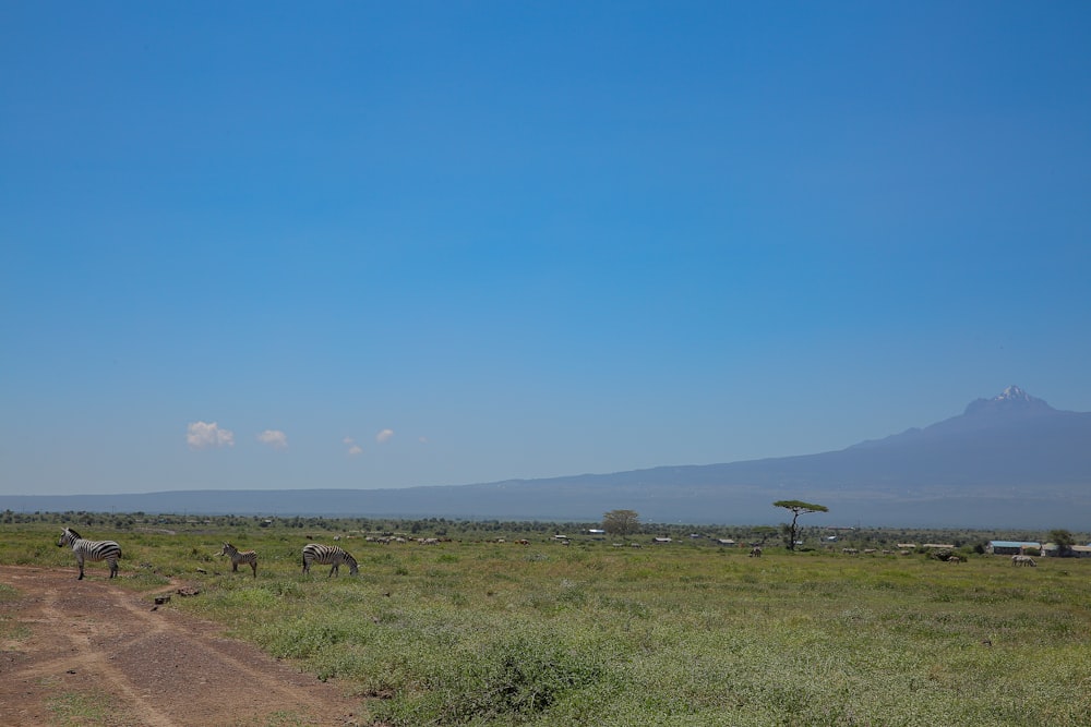 zebras grazing in a field