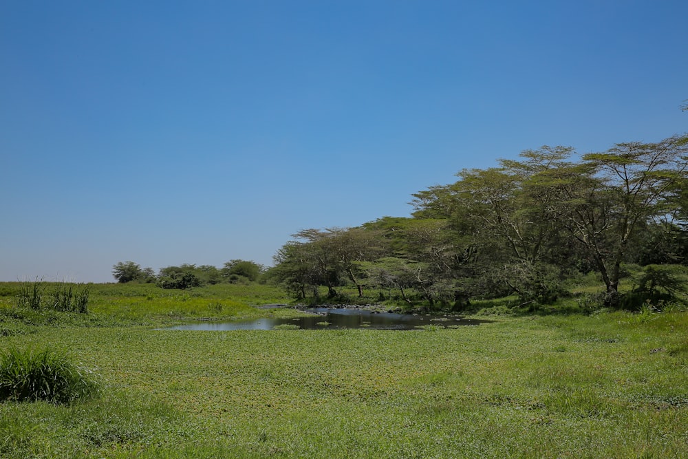 a grassy field with trees and a pond in it