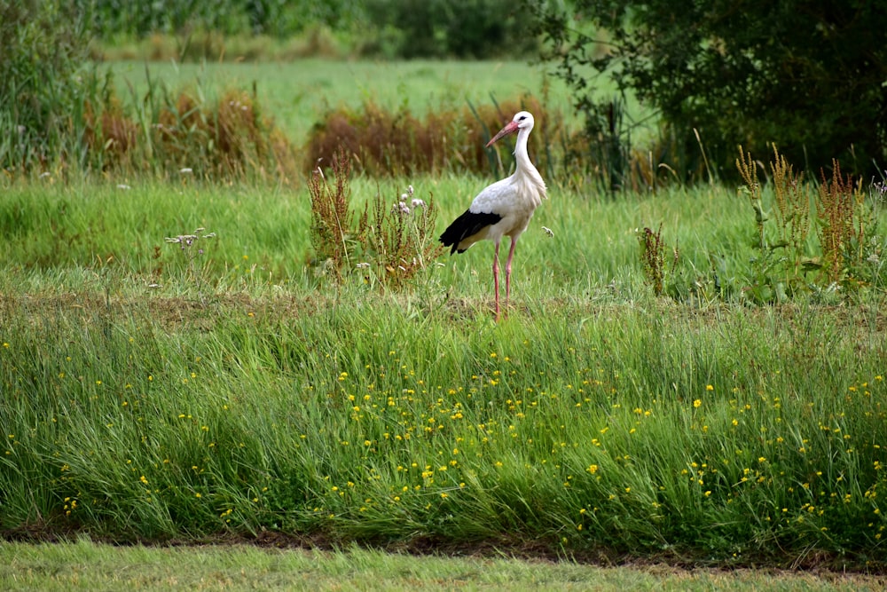 um pássaro em pé em uma área gramada