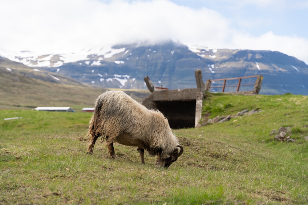 a sheep grazing in a field