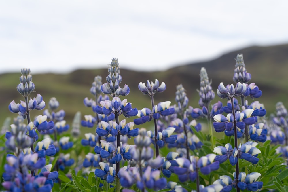 a field of blue flowers