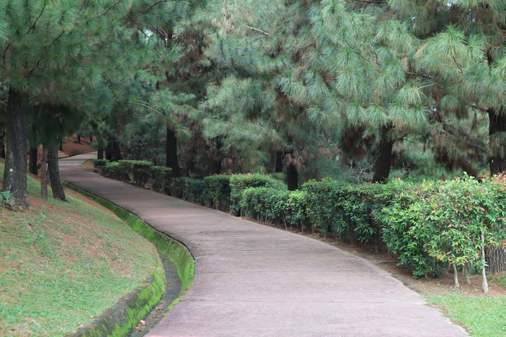 a path through a park