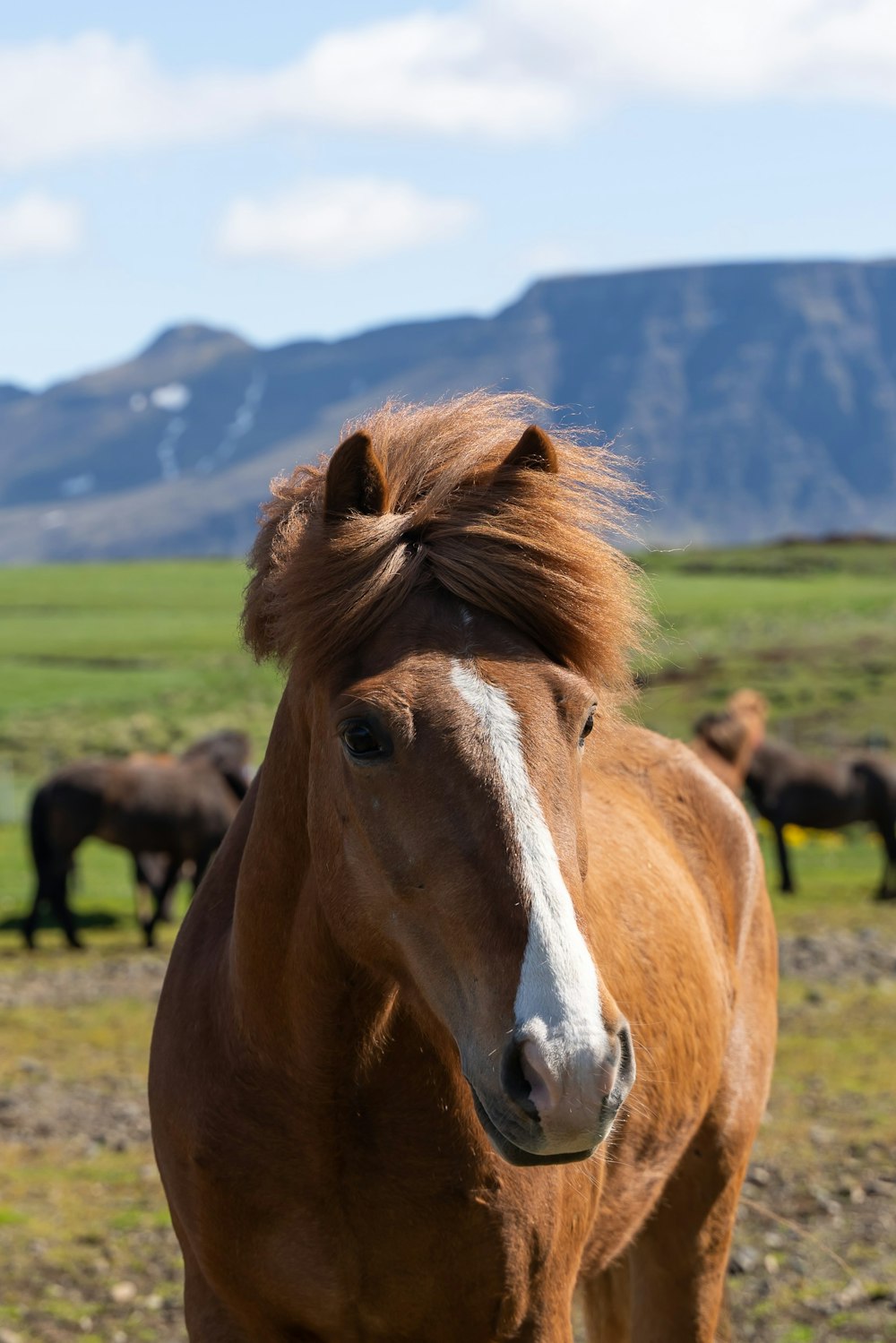 a brown horse with a white stripe