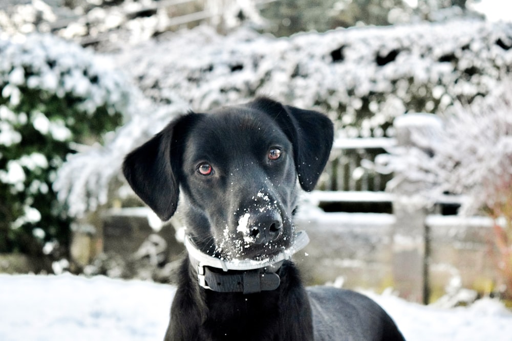 a black and white dog in the snow