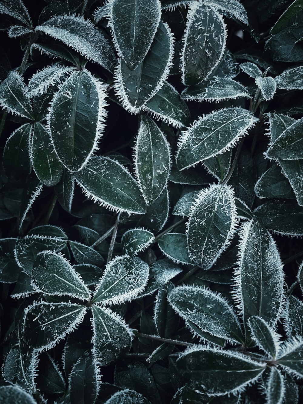 a group of green leaves