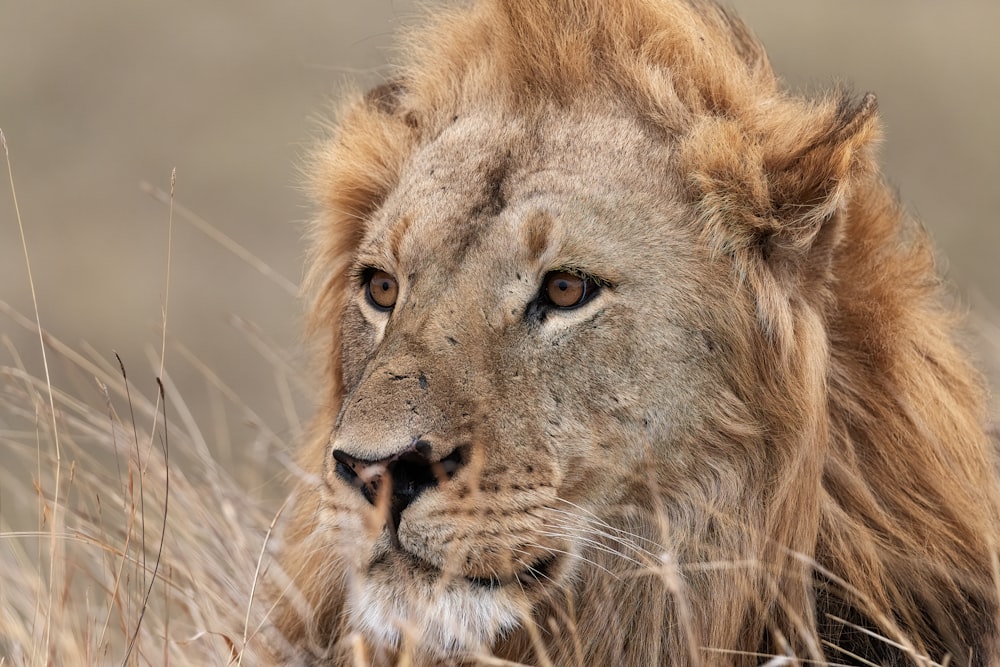 a lion looking at the camera