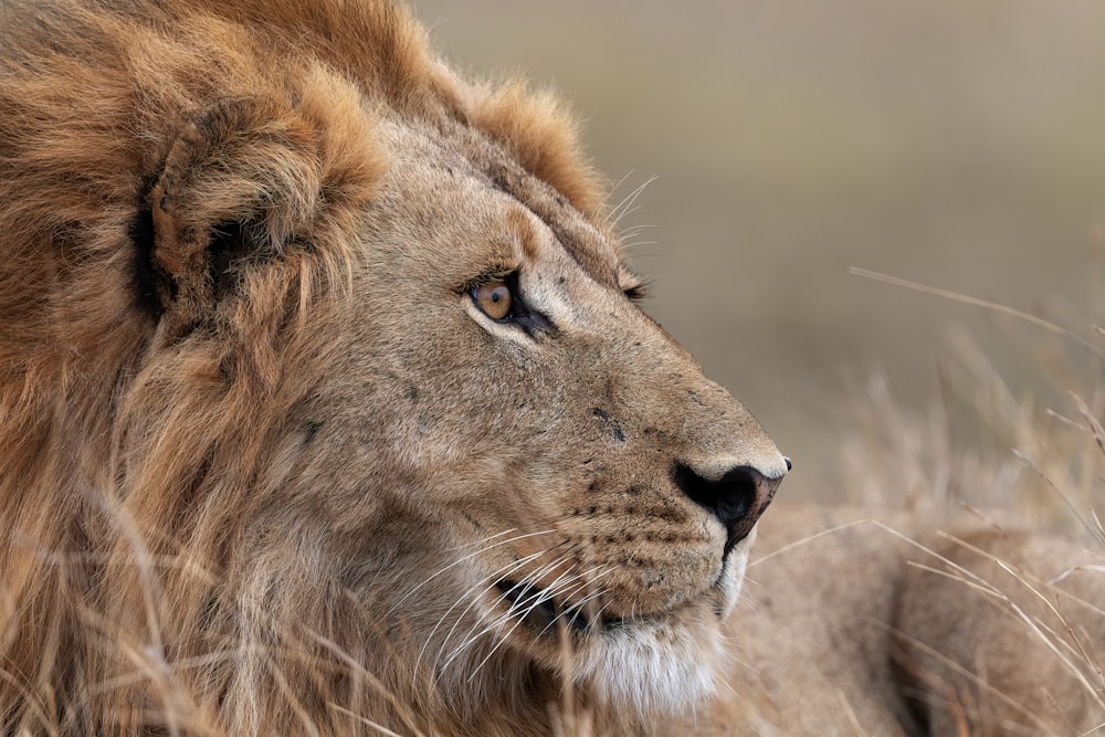 a lion looking at the camera