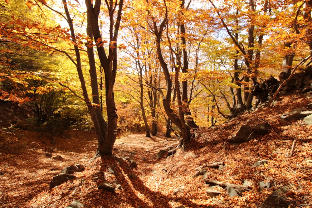 a dirt path through a forest