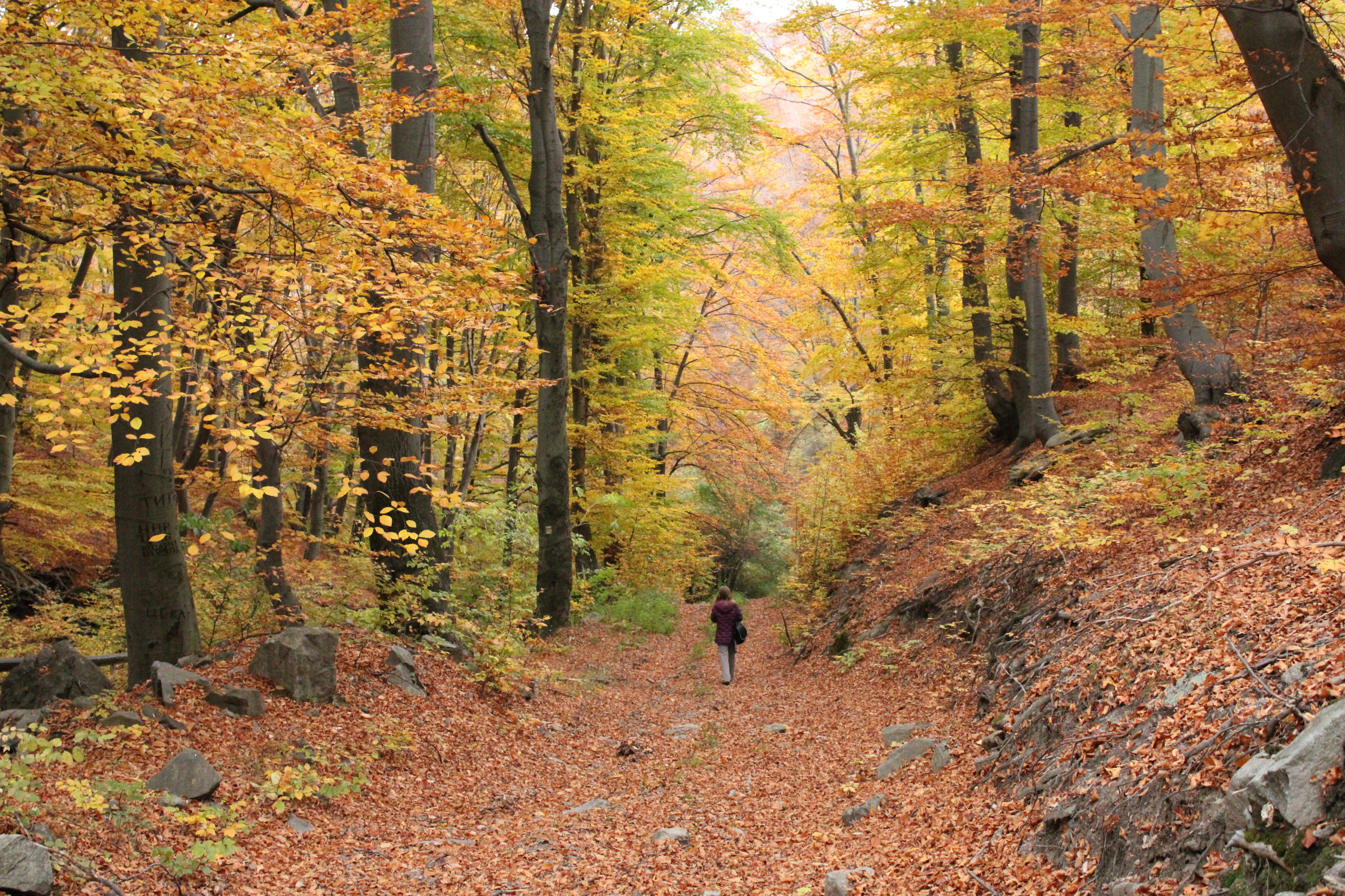 Photo by stratiev_1974