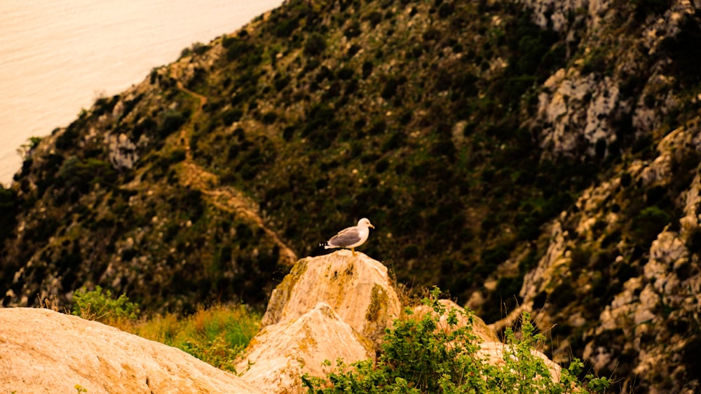 a bird on a rock