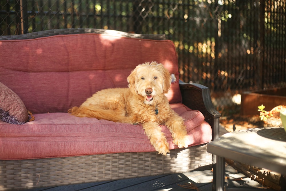 a dog lying on a couch