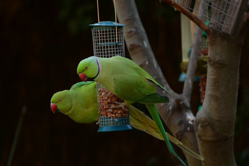 a group of birds eating from a bird feeder