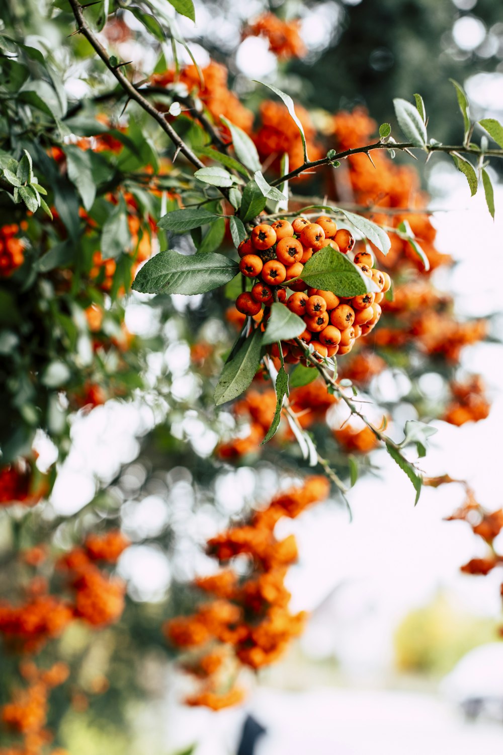 a close-up of some berries