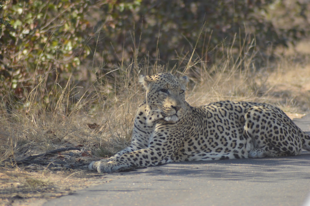 a cheetah lying down