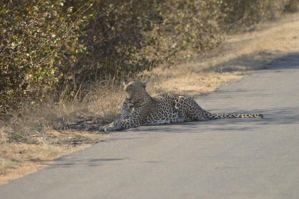 a cheetah lying on the ground