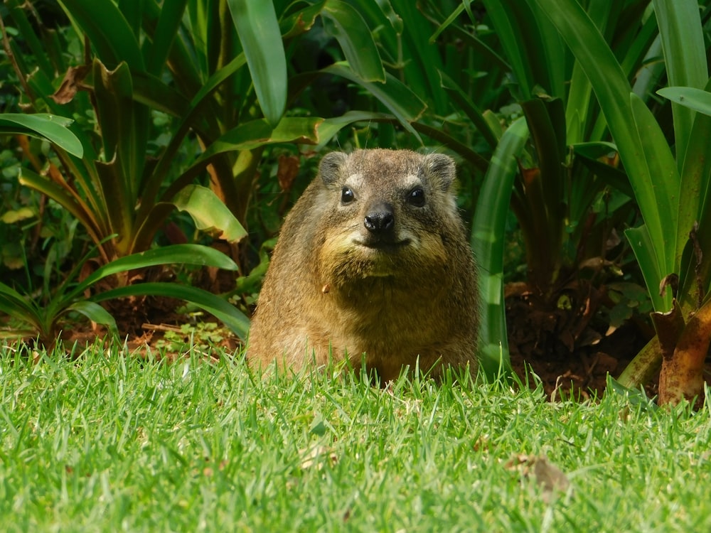 a small animal in the grass