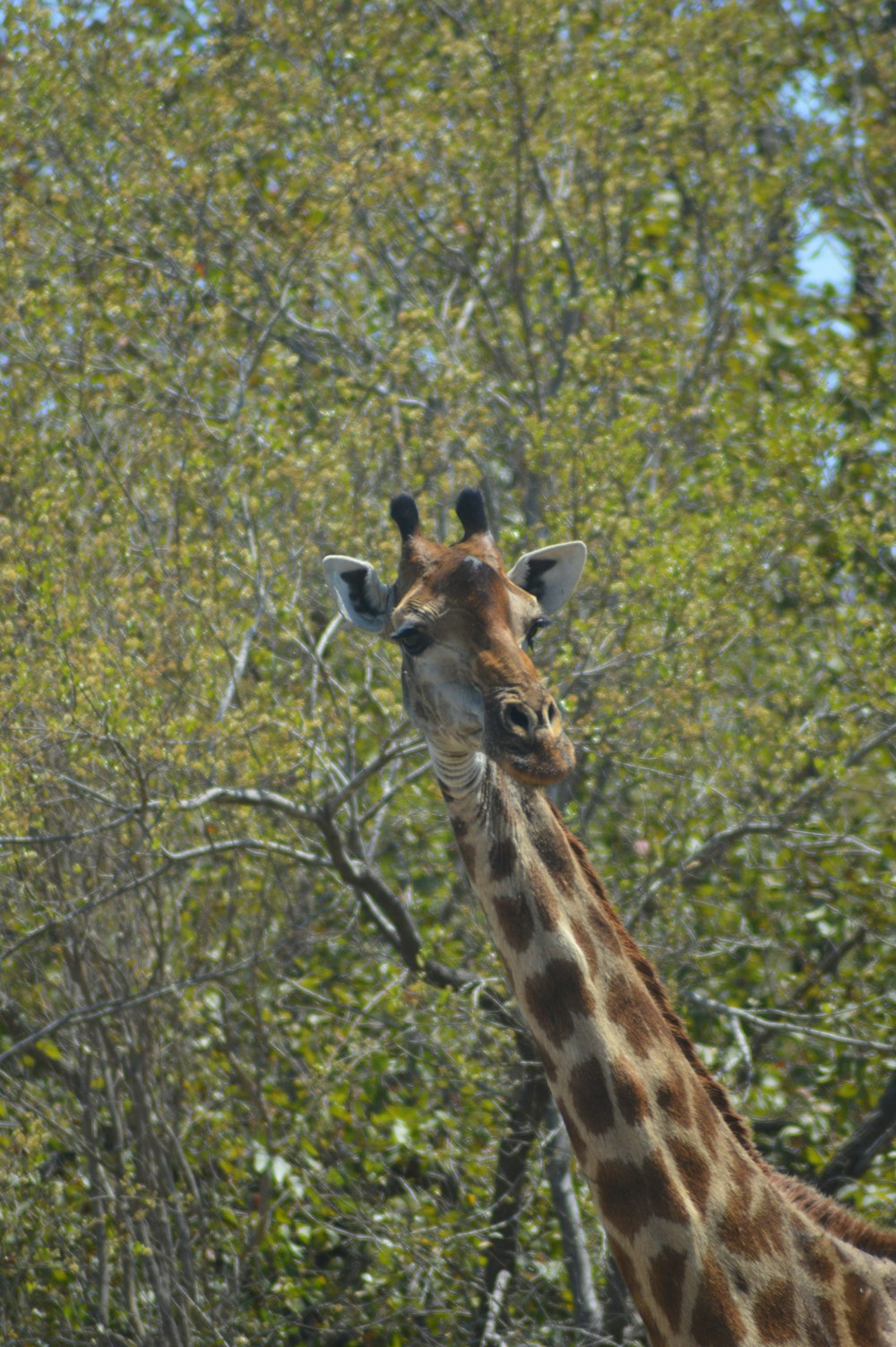 a giraffe eating leaves