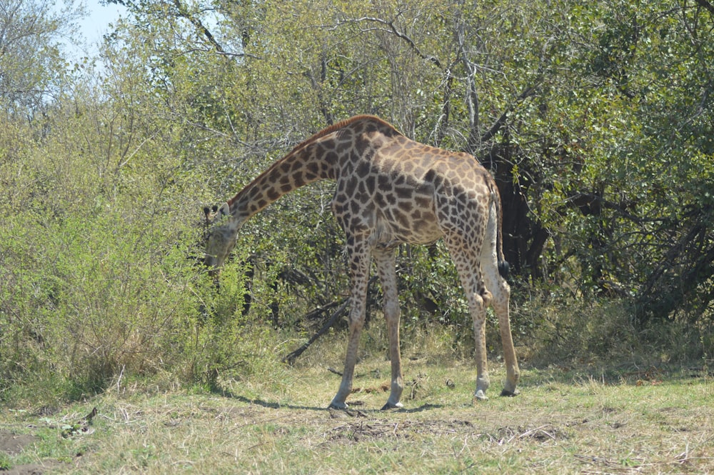 a giraffe eating grass