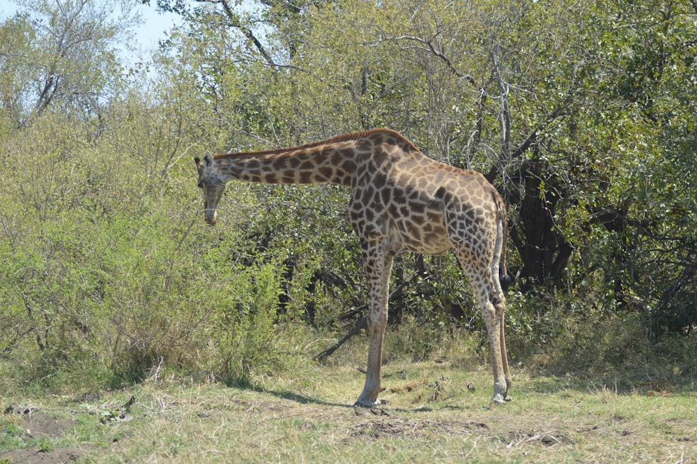 a giraffe in a zoo exhibit