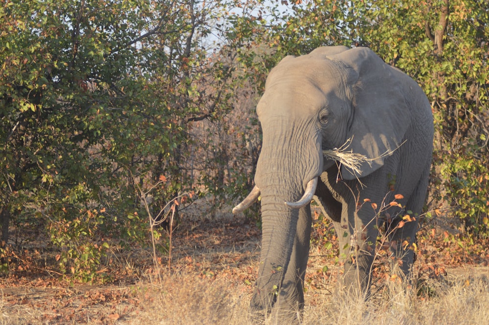 Un éléphant avec des défenses