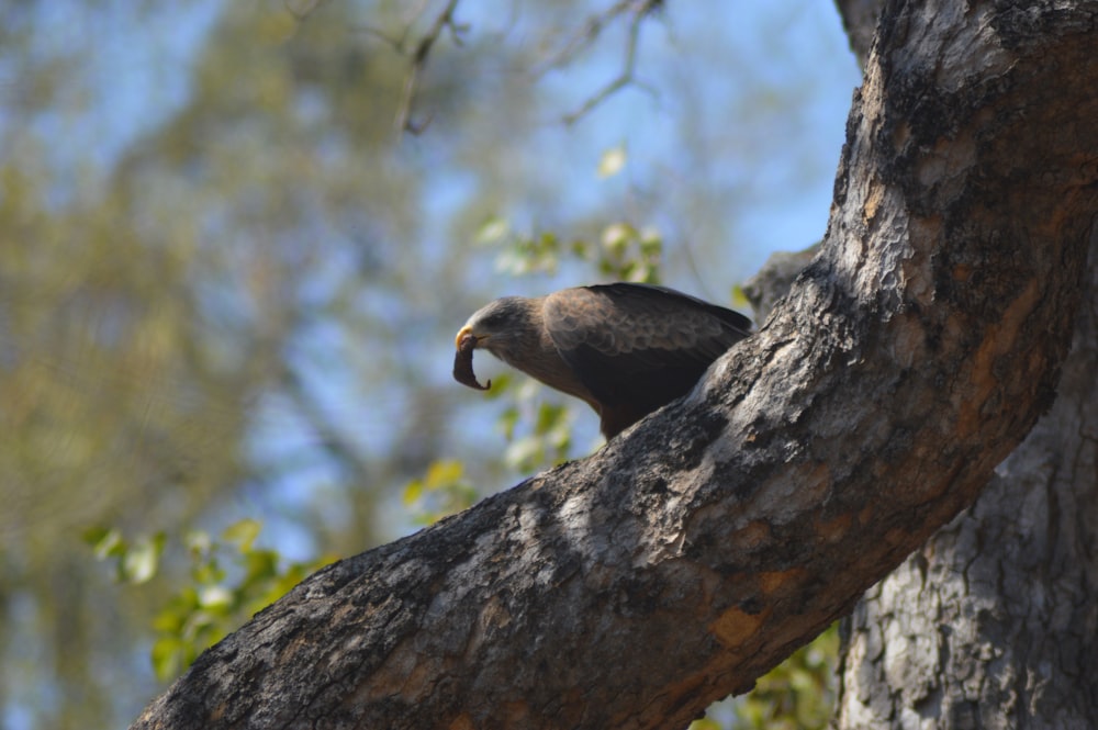 a bird on a tree