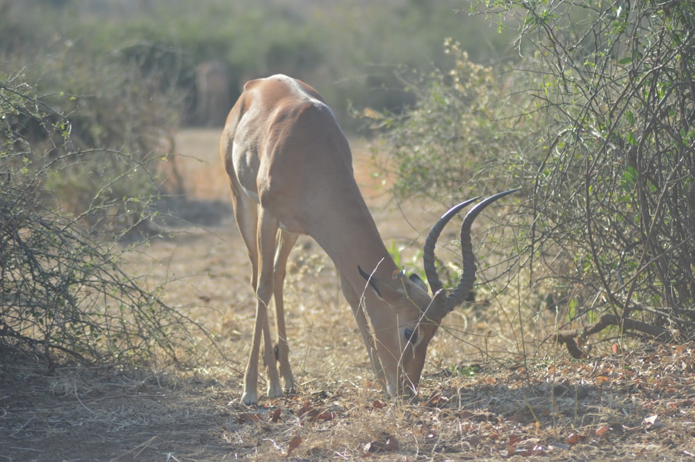 a deer eating grass