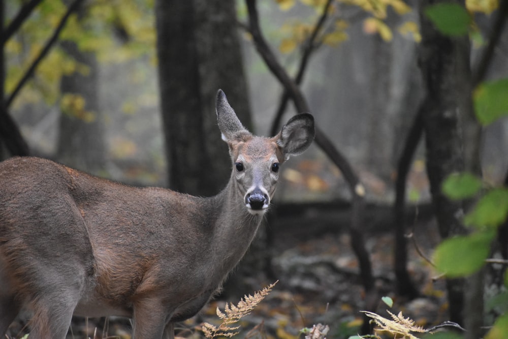 a deer in the woods