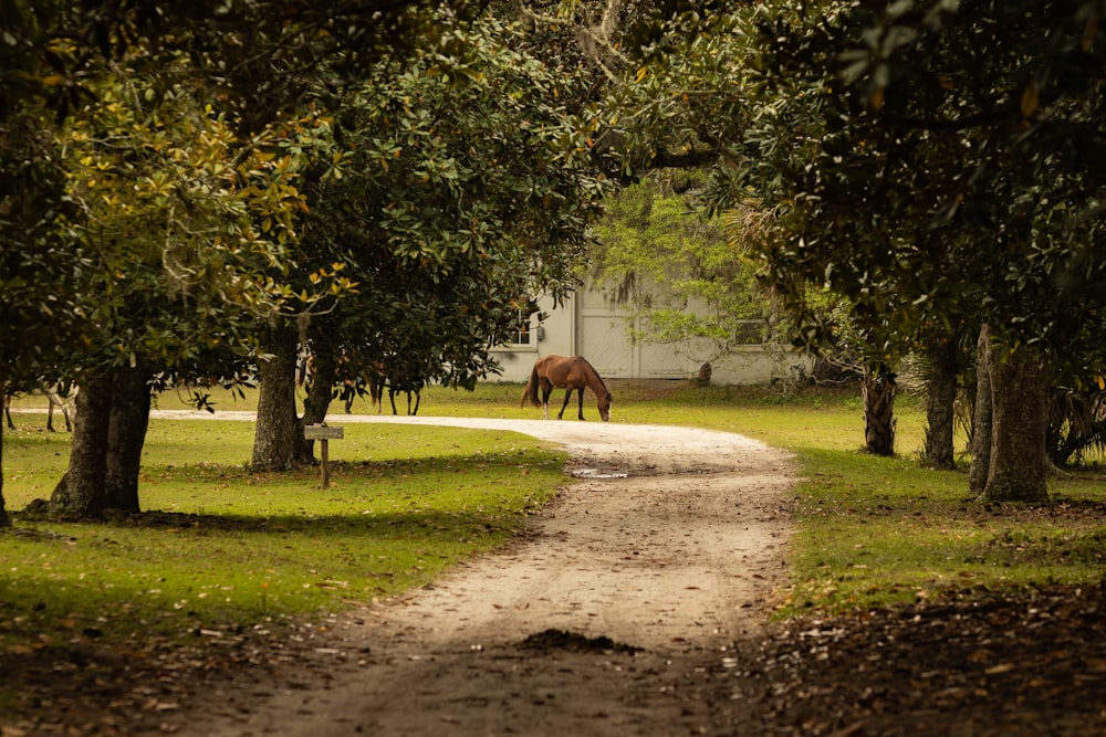 um cavalo pastando em um parque