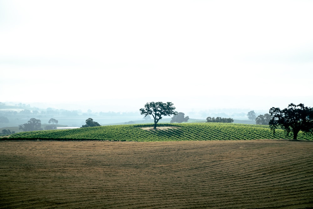 a field of green plants