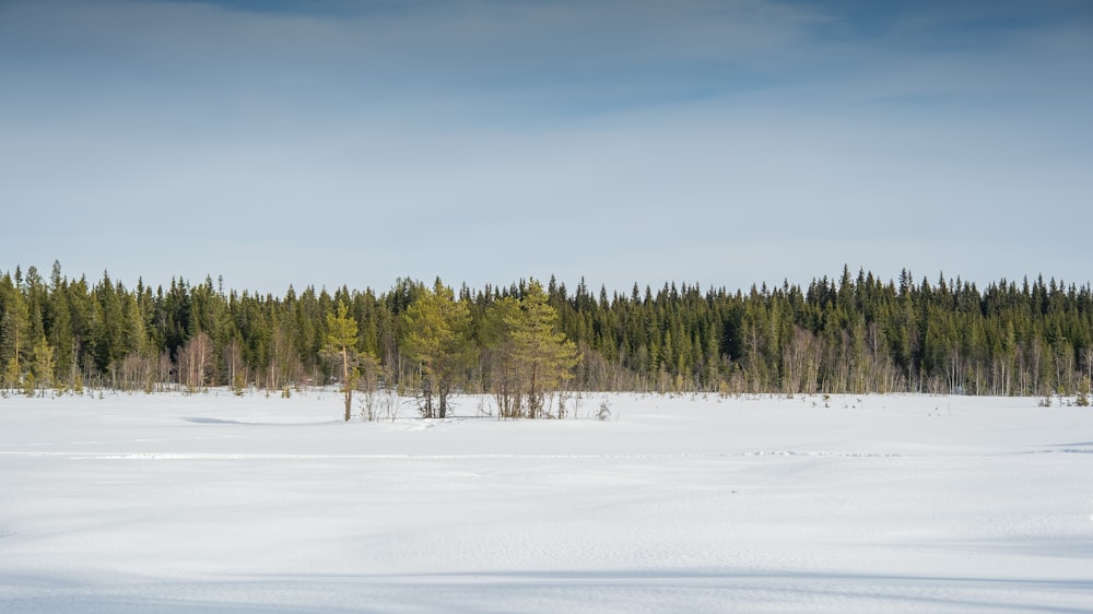 a snowy field with trees in the background