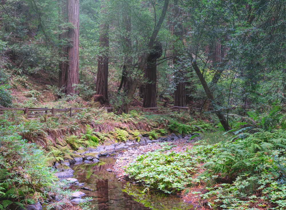 Un ruscello in una foresta