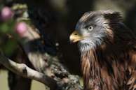 a brown and black bird