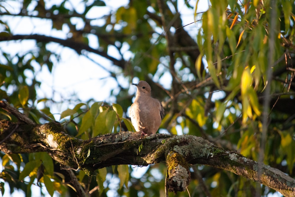 a bird sitting on a tree branch