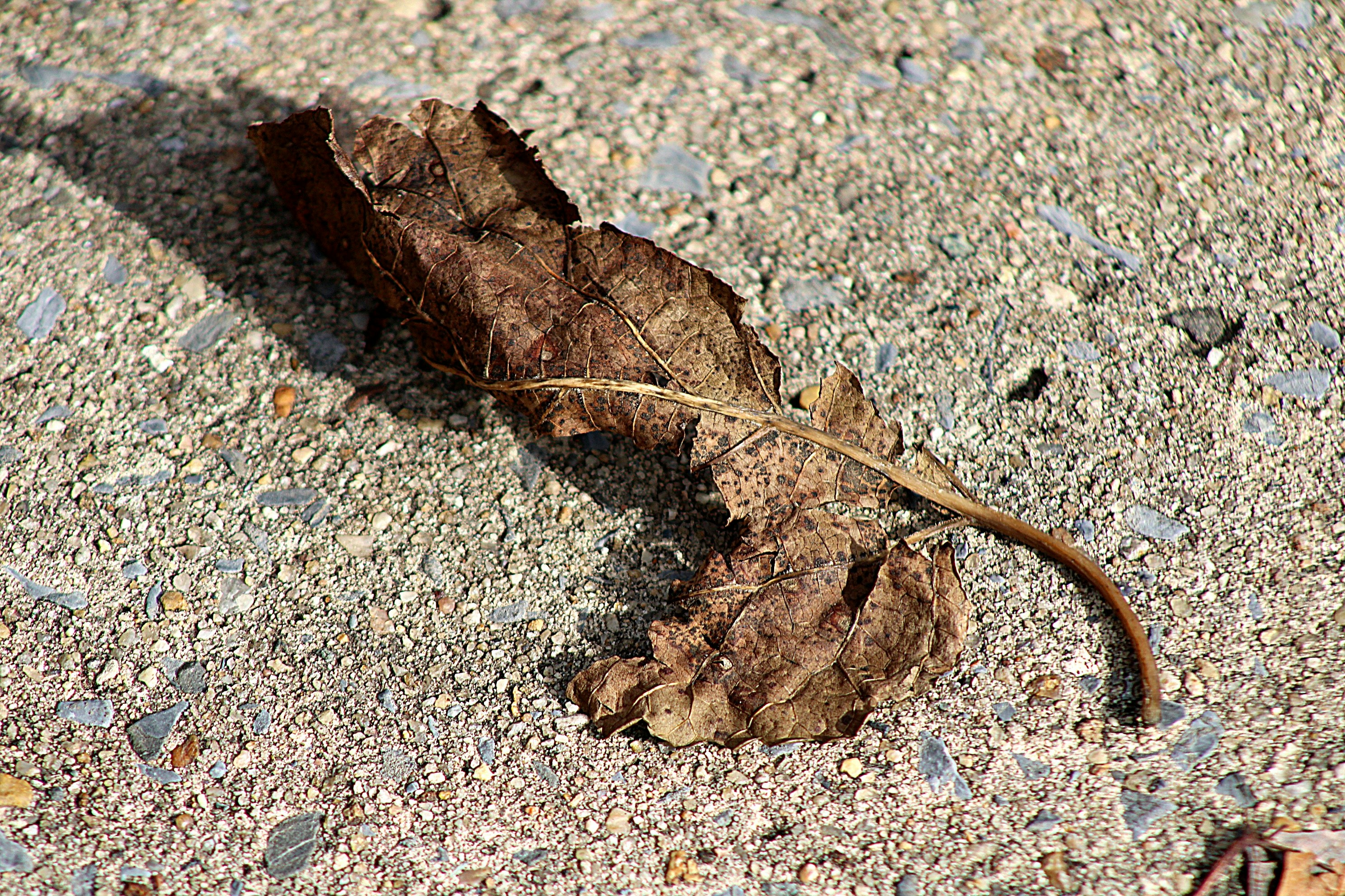 Photo by charles_ray