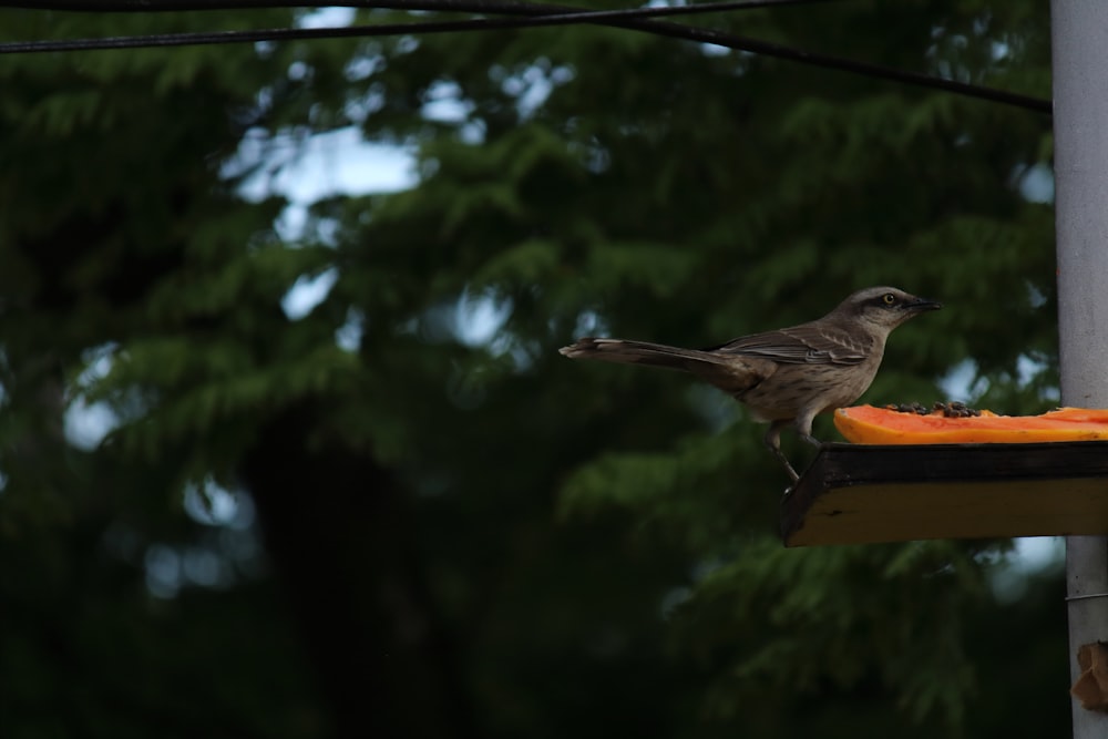 a bird eating a carrot